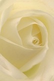 This evocative close-up draws you into the very heart of a Friern Barnet cream-white rose, as if you're safely enveloped among its petal folds. Each layer unfurls softly, their edges tinged with the palest ivory, and appears almost to shimmer under the gentle morning light filtering through local garden hedges. The composition radiates quiet, peaceful luminosity-gentle shadows playing between the petals, lending depth and drama that never disturbs the tranquil mood. It's a bouquet that feels like a whispered invitation to pause and breathe, capturing the serenity often found in Friern Barnet's green spaces or along North Circular's tucked-away alcoves. As a local florist, I see this rose as the purest symbol of reverence and hope: a fitting bloom for moments of heartfelt sympathy, fresh starts, or deep admiration. There is an unspoken sweetness here, a fragrance so delicate it nearly vanishes on the air, and a craftsmanship that honours both sentiment and grace. The close angle reveals not just the flower's beauty but the thoughtful artistry behind every arrangement prepared for cherished occasions in Friern Barnet.